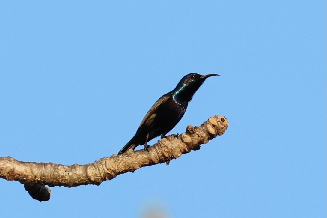 Purple Sunbird - Andrew William