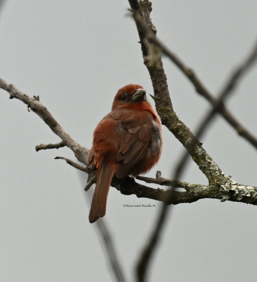 Hepatic Tanager - ML620875137
