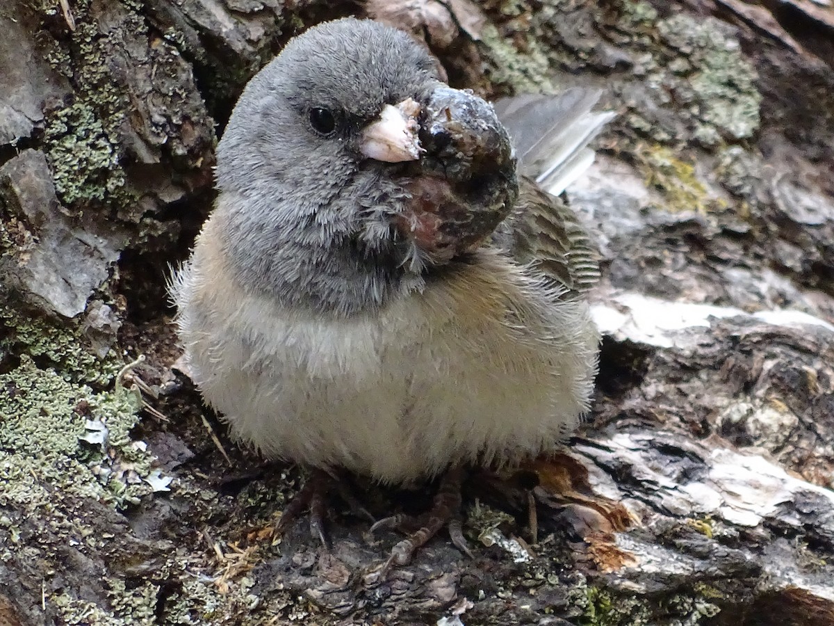 Dark-eyed Junco - ML620875139