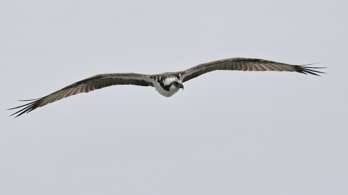 Balbuzard pêcheur - ML620875151