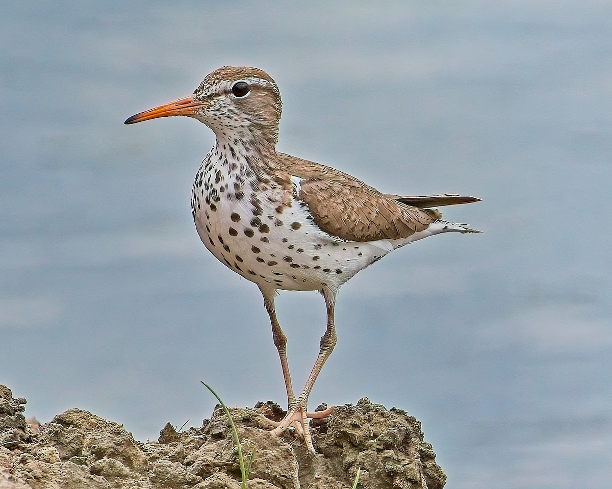 Spotted Sandpiper - ML620875158