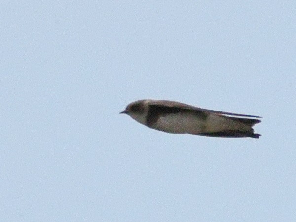 Bank Swallow - ML620875166