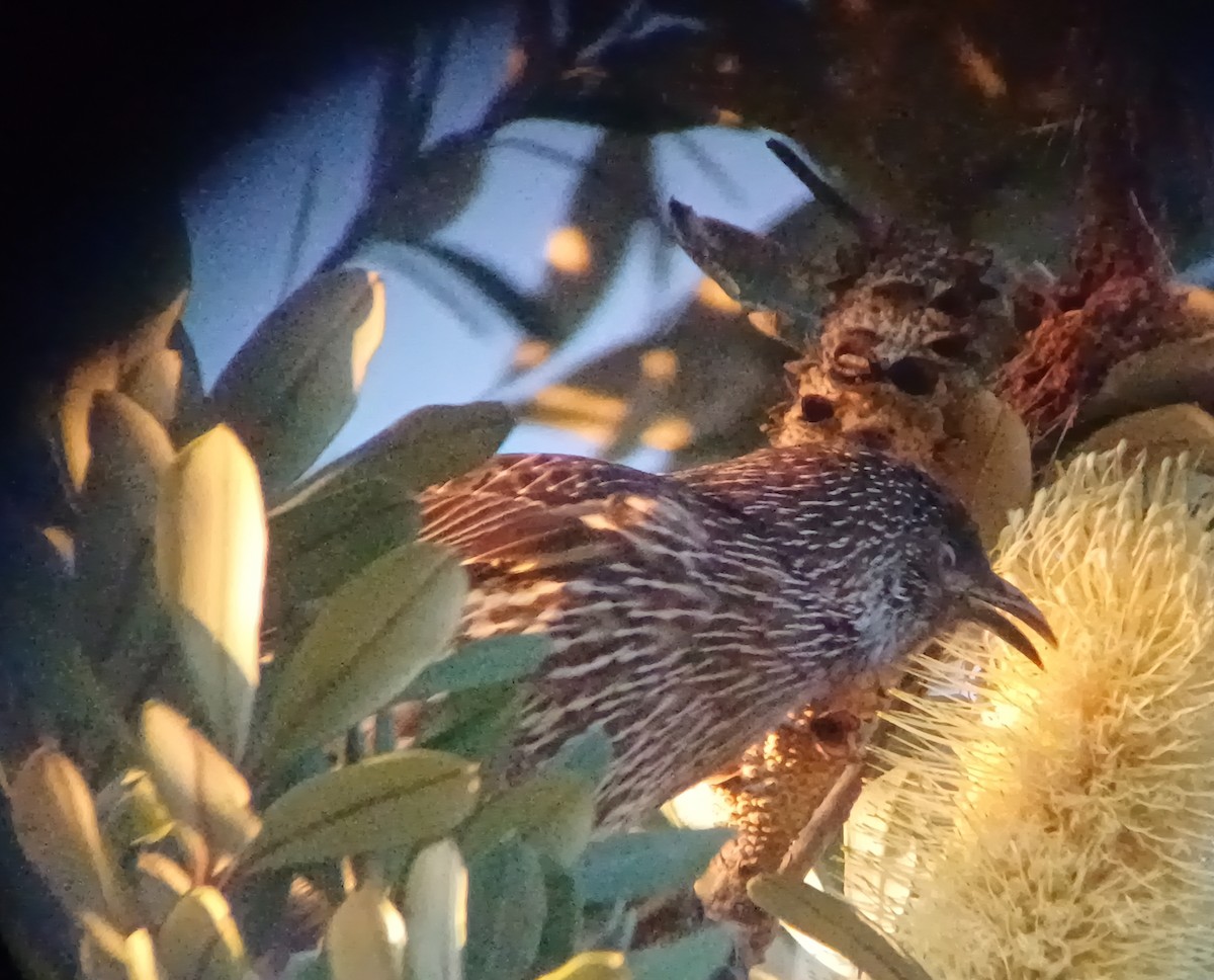 Little Wattlebird - ML620875168