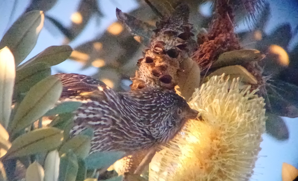 Little Wattlebird - ML620875169