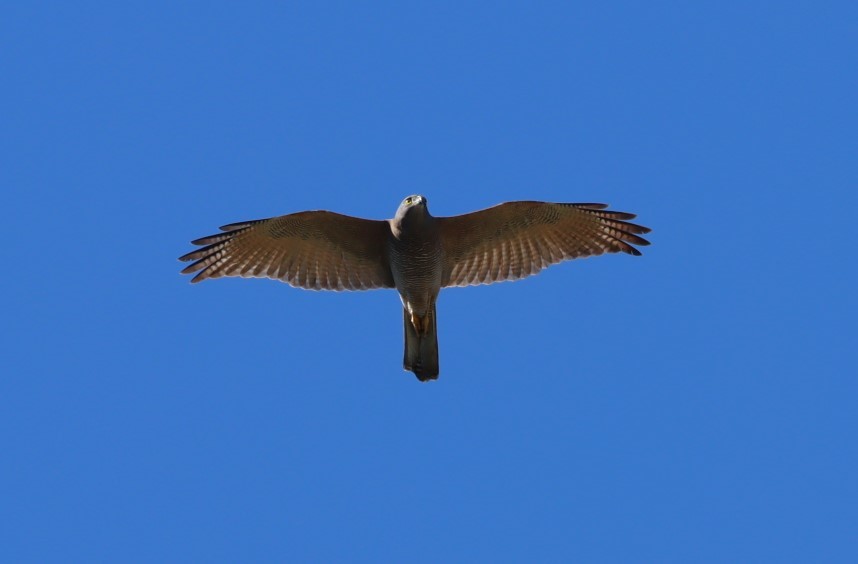 Brown Goshawk - ML620875170