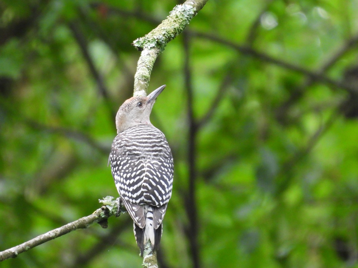 Red-bellied Woodpecker - ML620875172