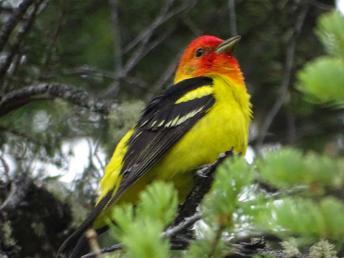 Western Tanager - ML620875173