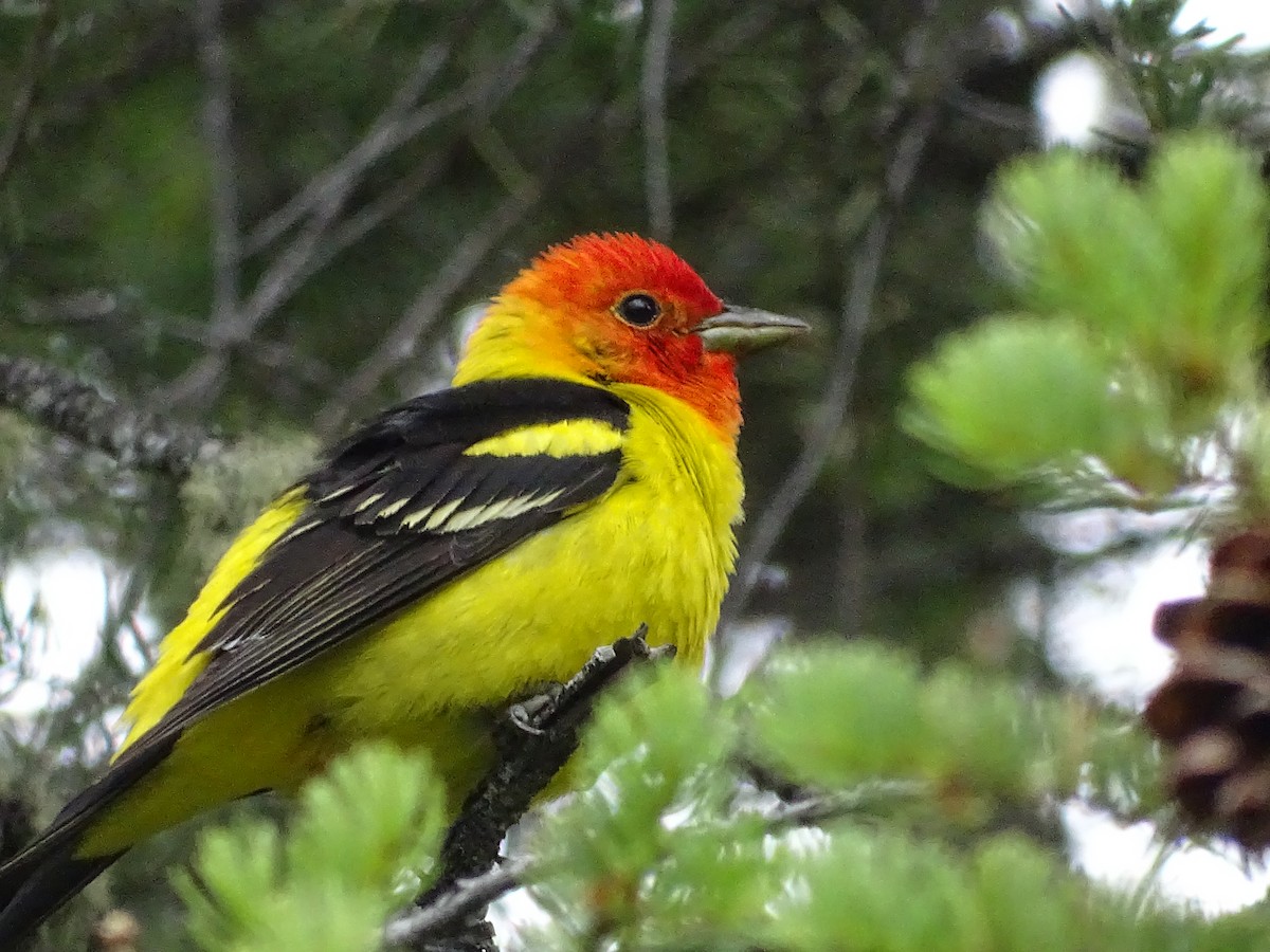 Western Tanager - ML620875174