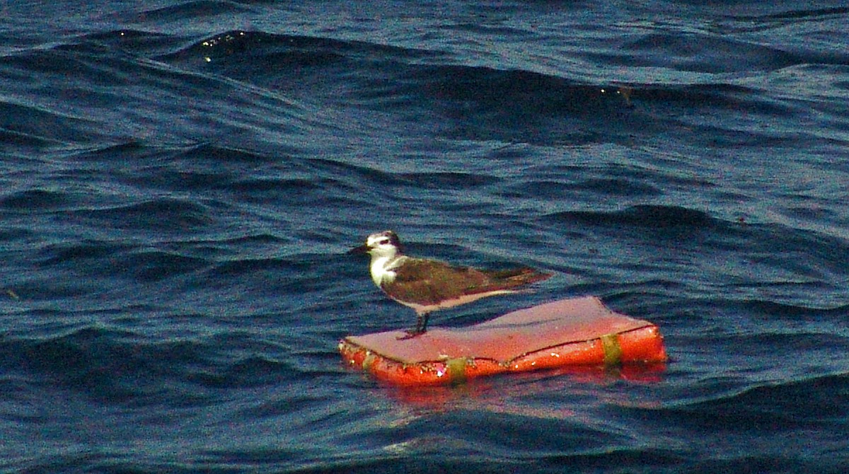 Bridled Tern - ML620875180