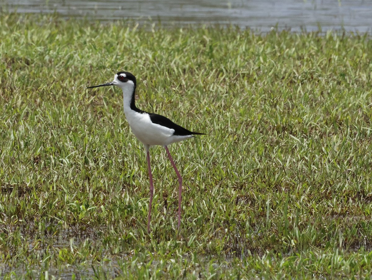 Schwarznacken-Stelzenläufer - ML620875181