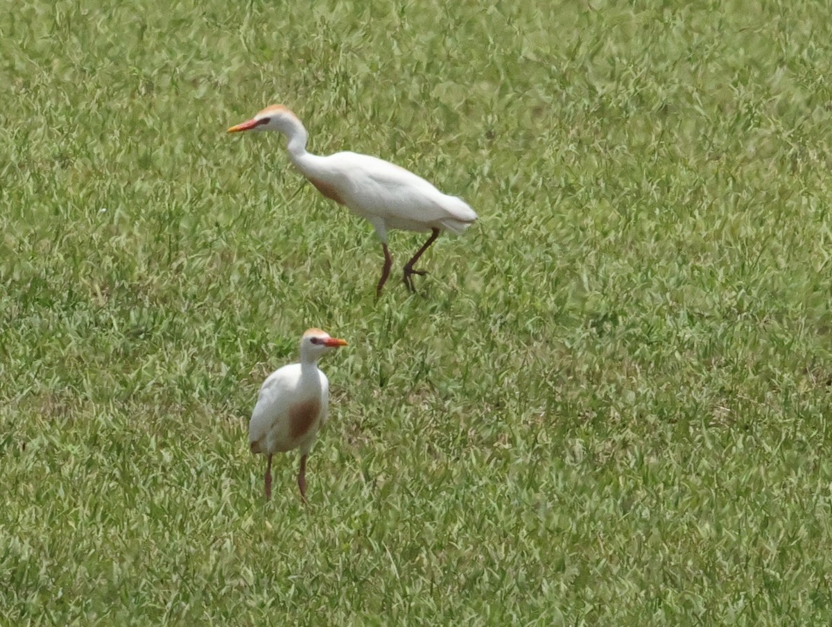 Western Cattle Egret - ML620875186