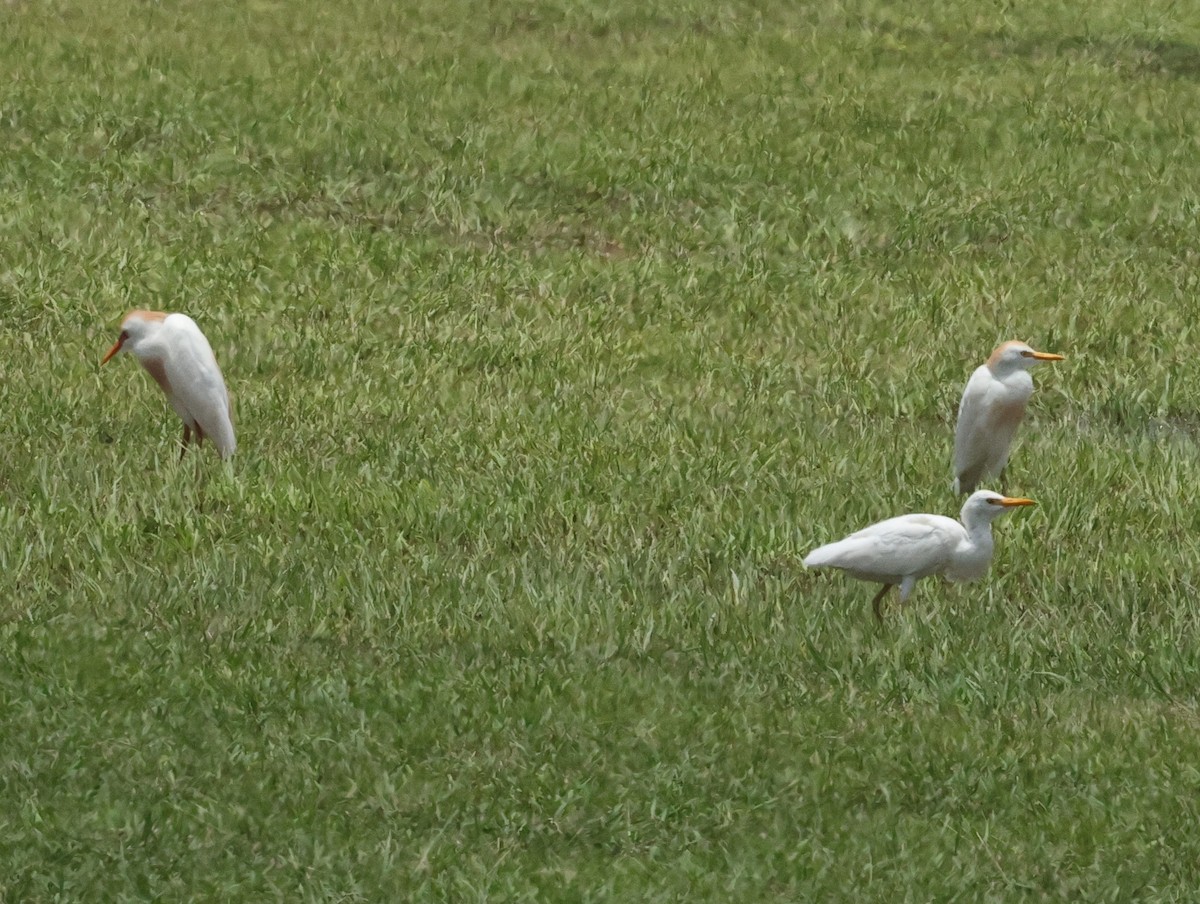 Western Cattle Egret - ML620875187