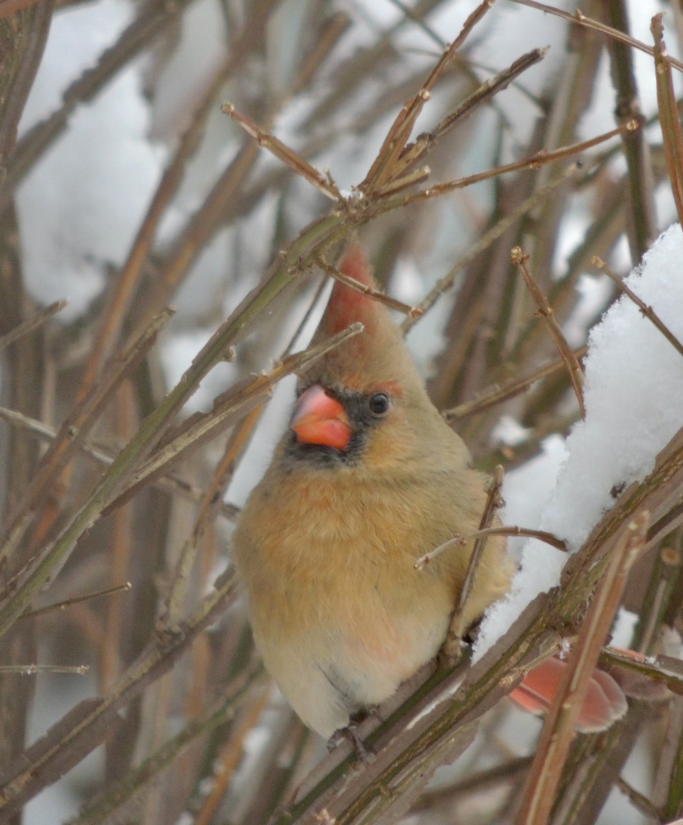 Northern Cardinal - ML620875188