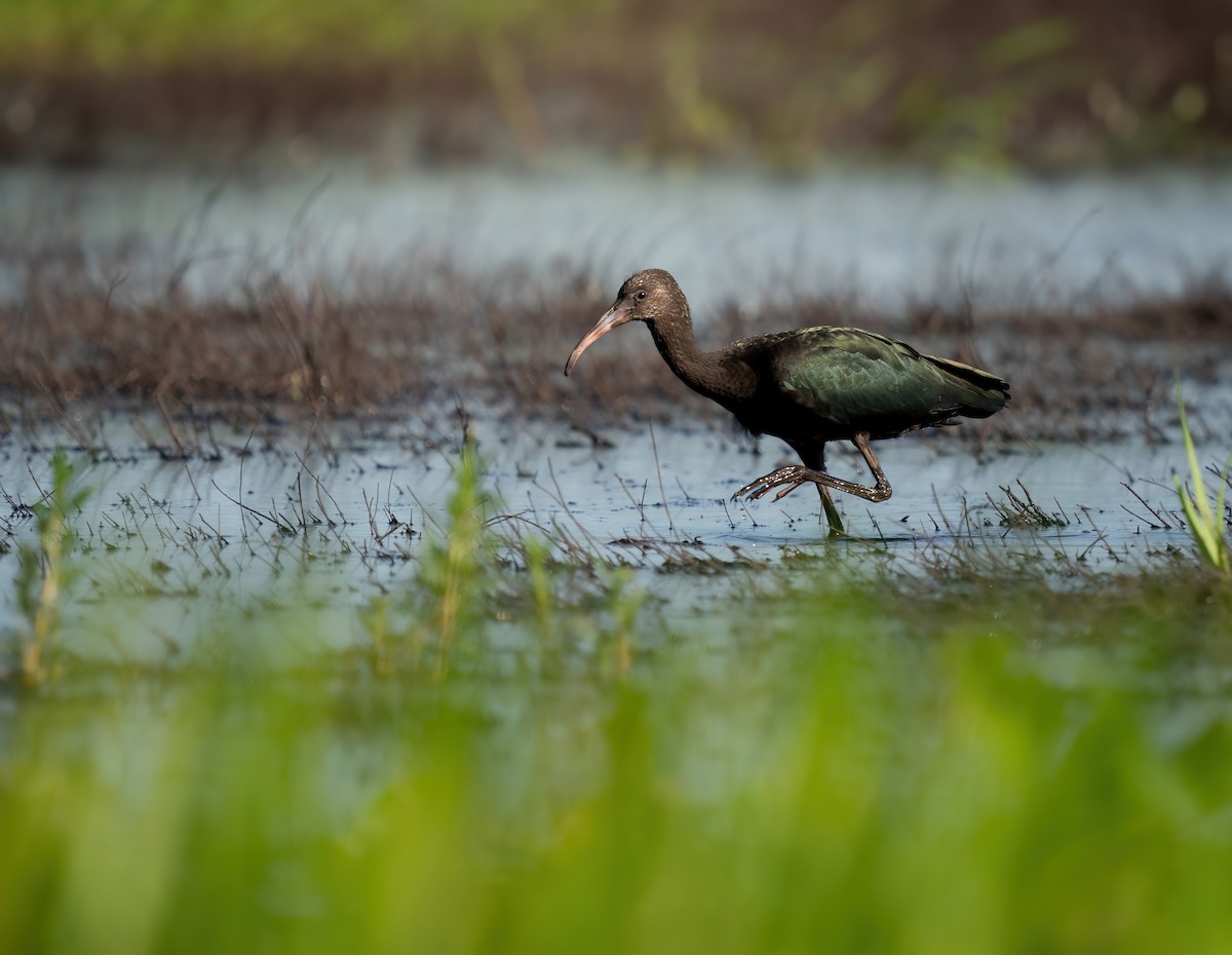 Glossy Ibis - ML620875189