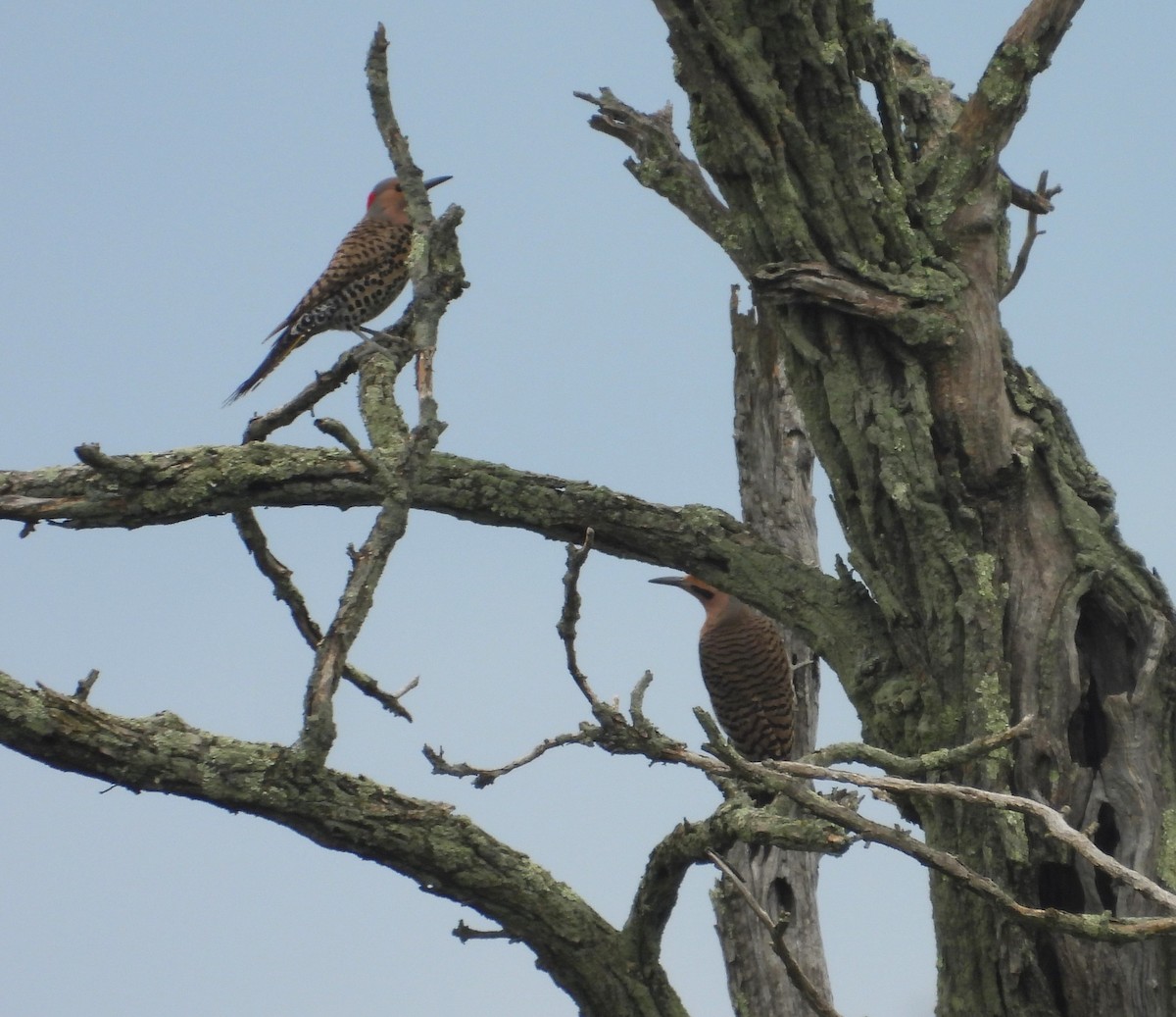 Northern Flicker - ML620875193