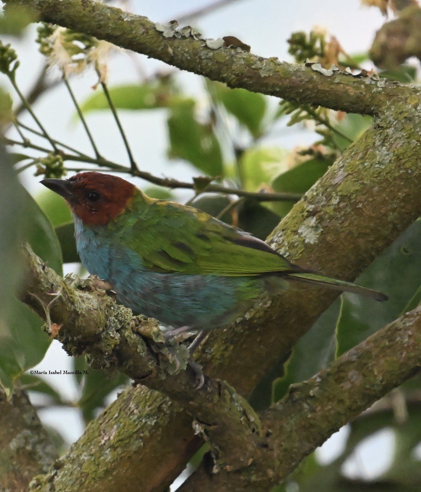 Bay-headed Tanager - ML620875194