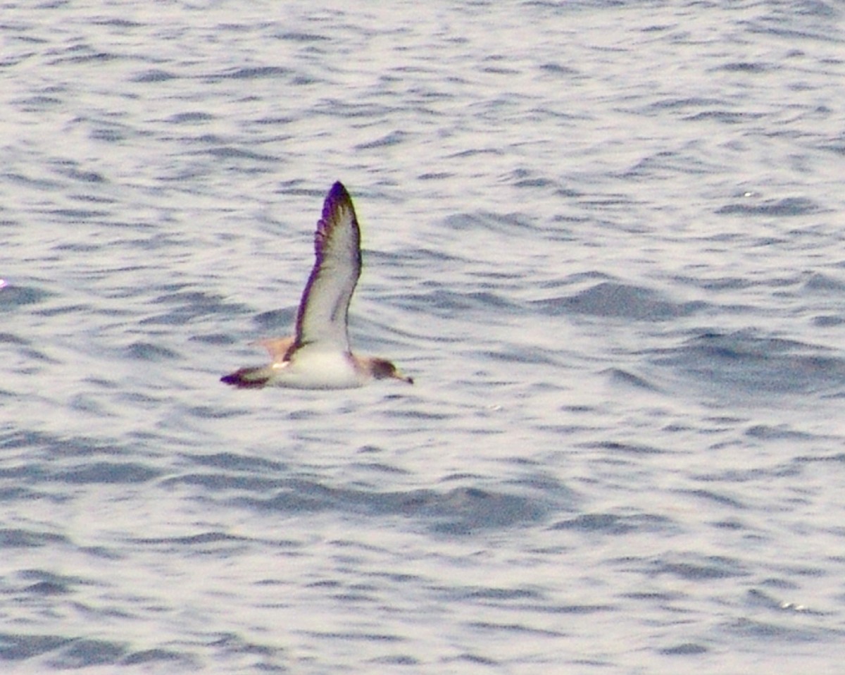 Cory's Shearwater (Scopoli's) - ML620875195