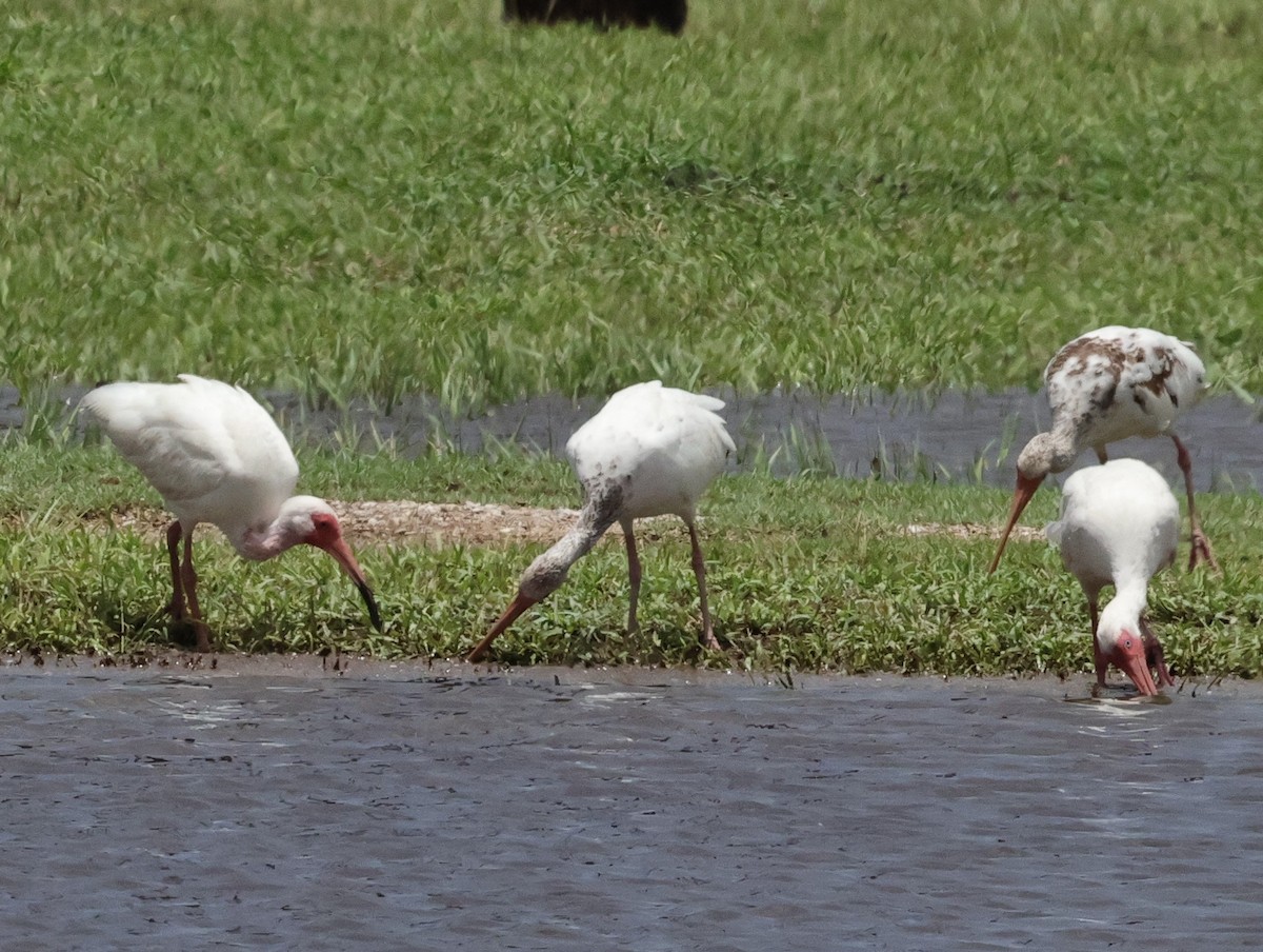 White Ibis - ML620875197