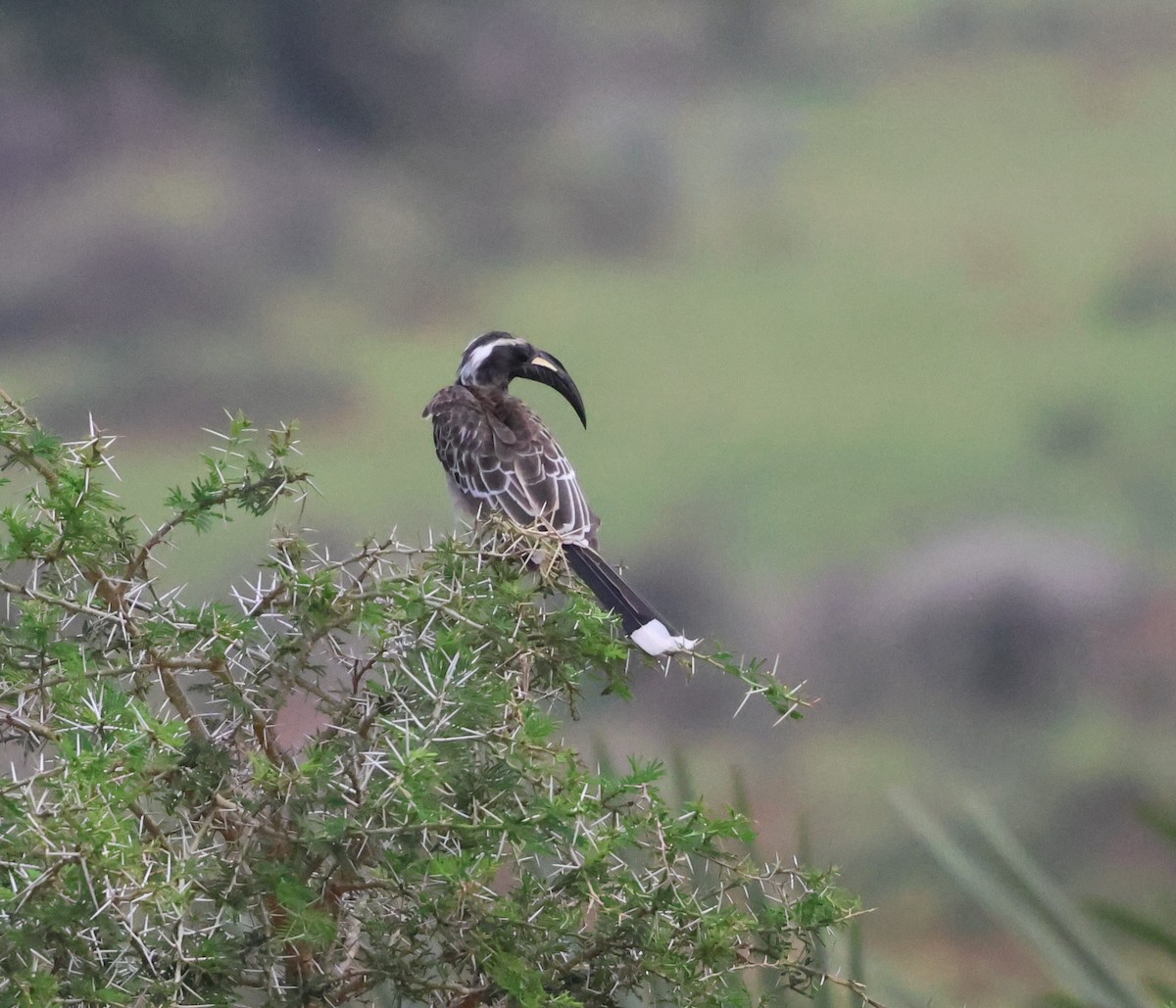 African Gray Hornbill - ML620875198