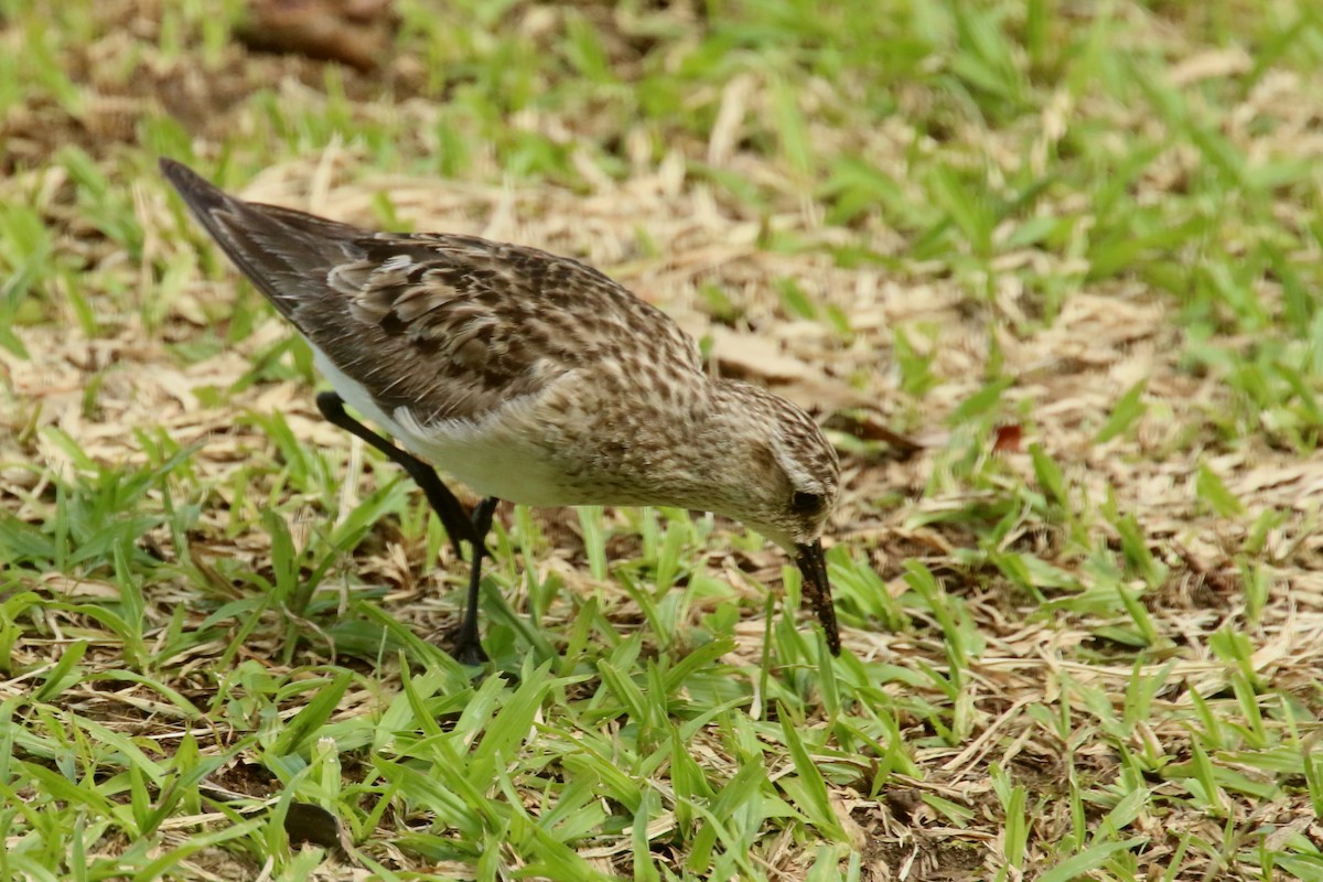 Bergstrandläufer - ML620875199