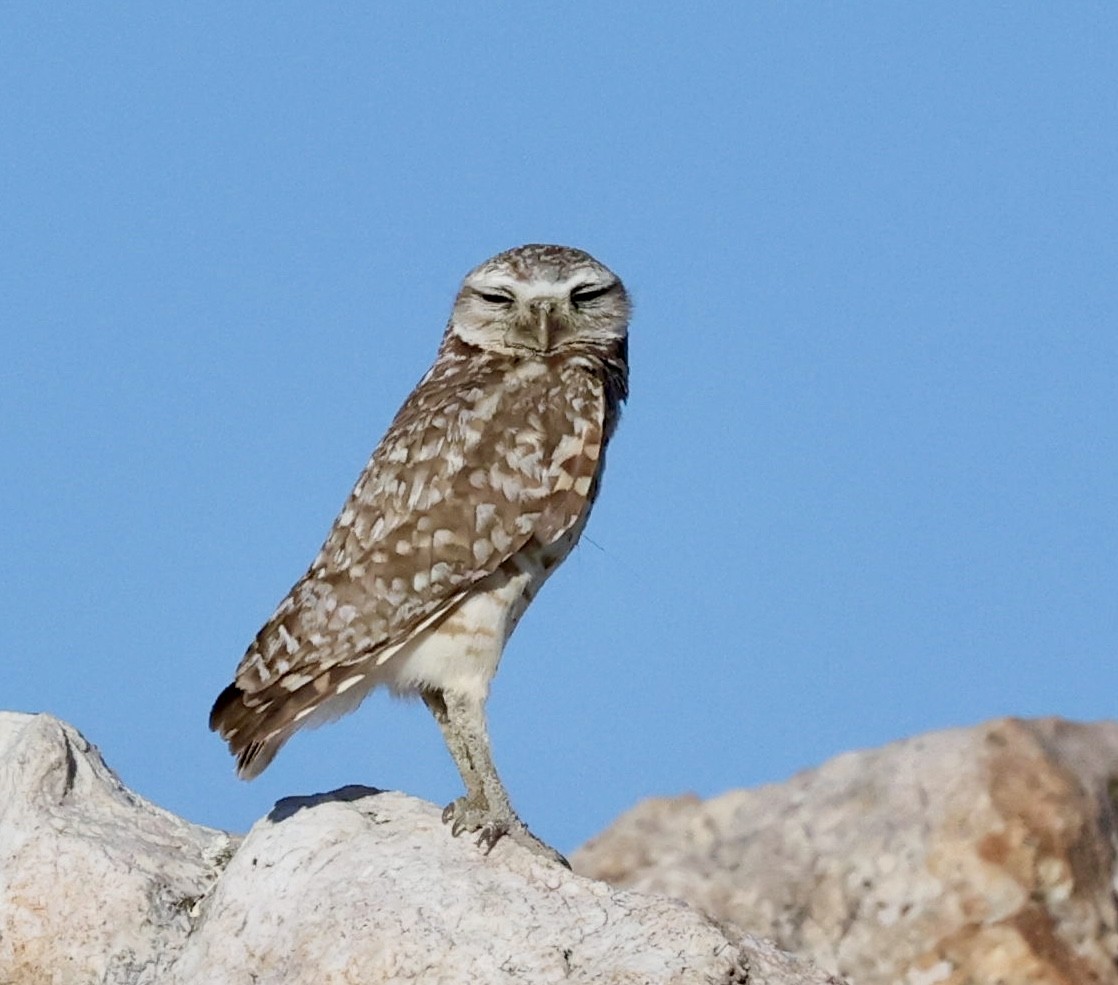 Burrowing Owl (Western) - ML620875200