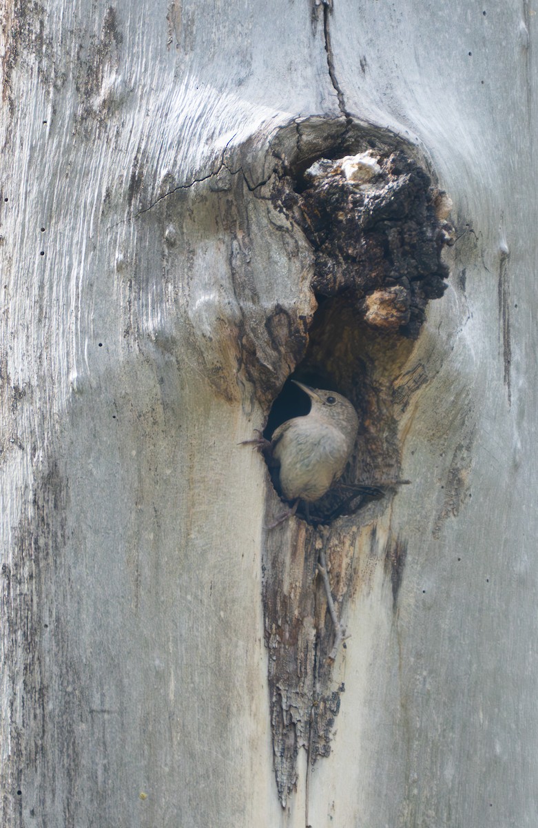 House Wren - ML620875201