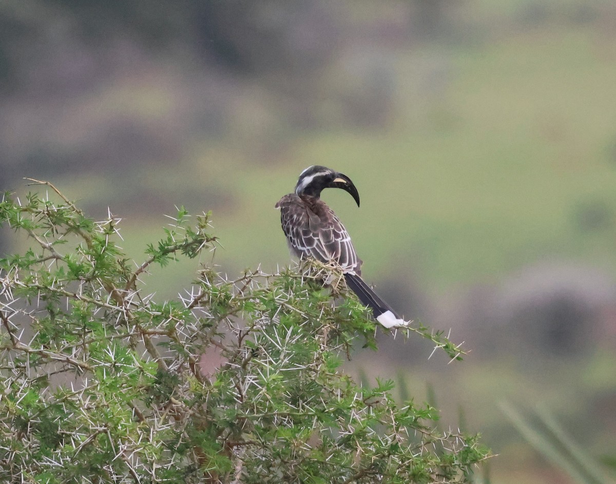 African Gray Hornbill - ML620875202