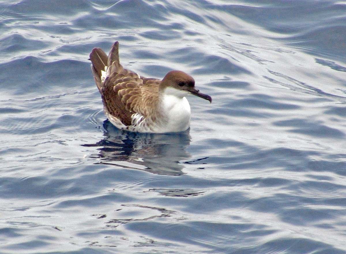 Great Shearwater - Mark and Holly Salvato