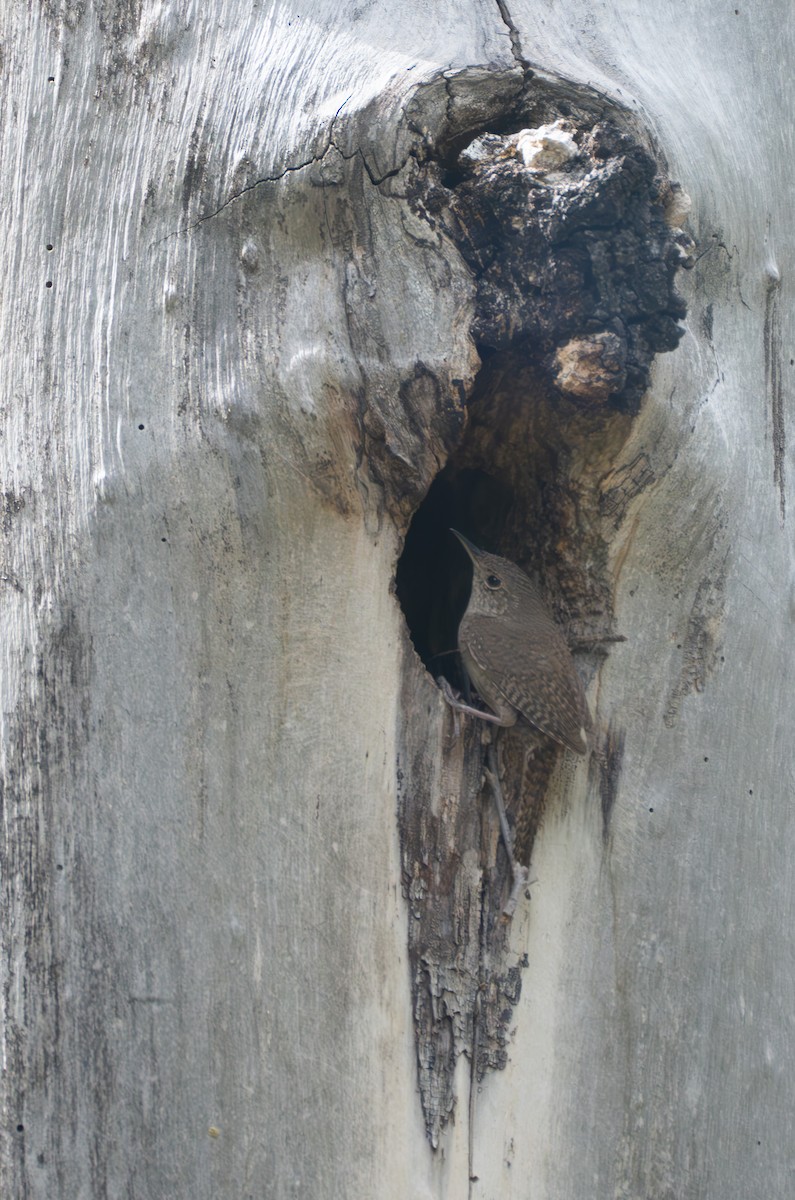 House Wren - ML620875207