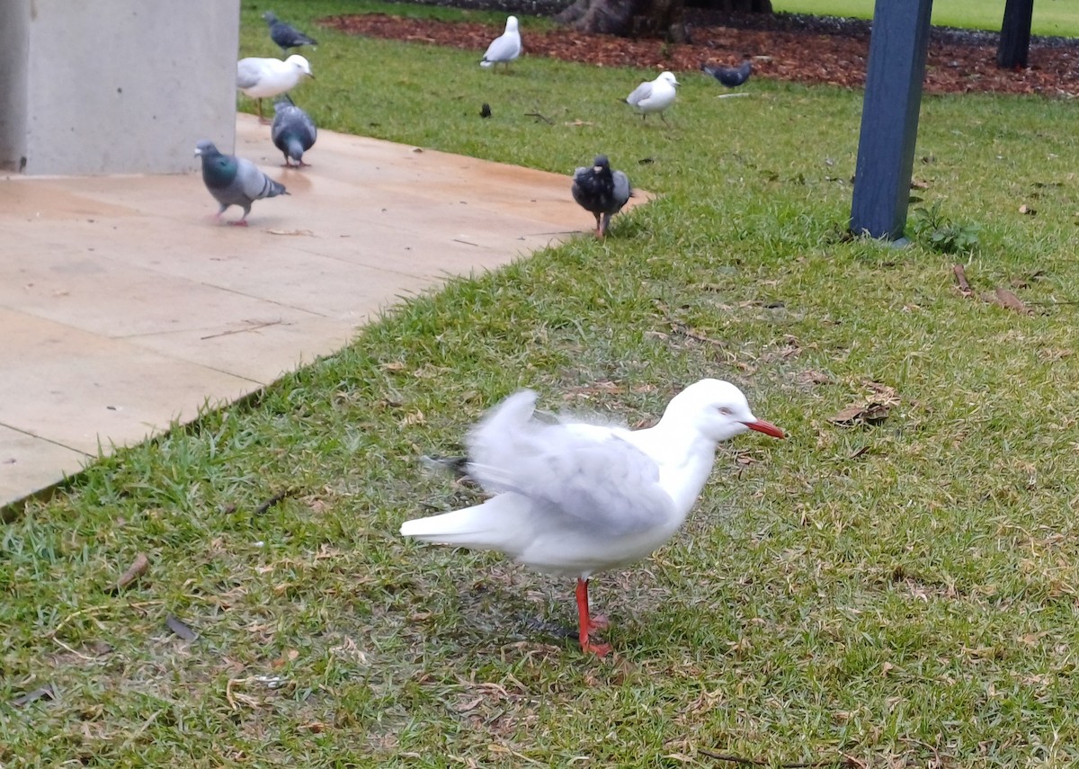 Silver Gull - ML620875216