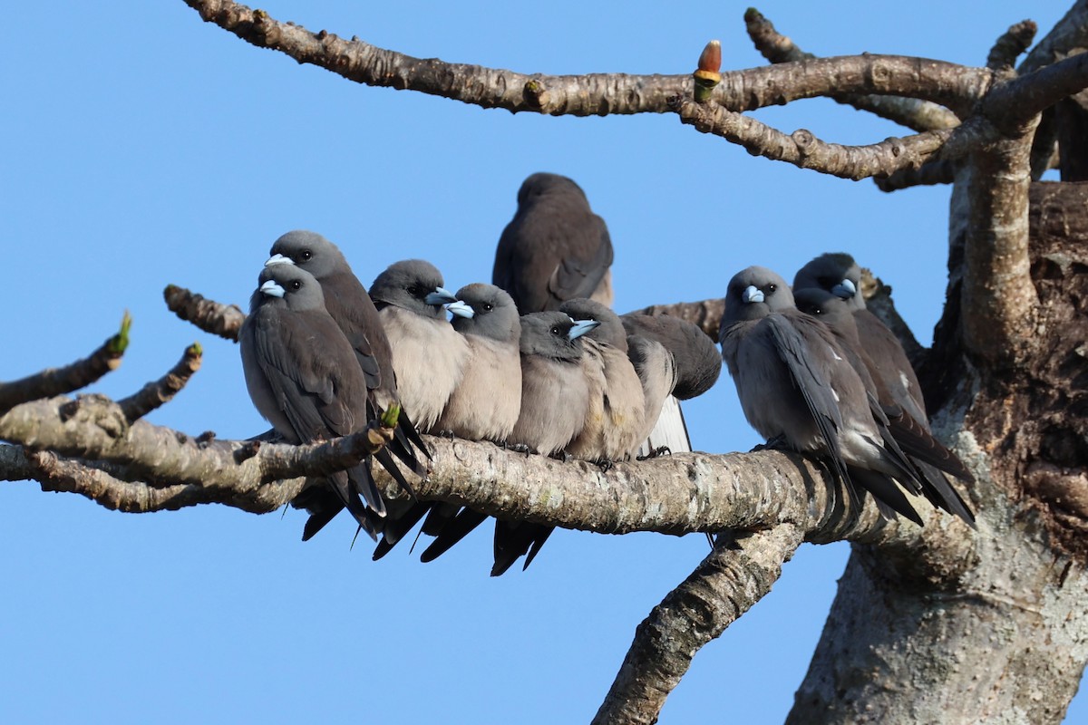 Ashy Woodswallow - ML620875222