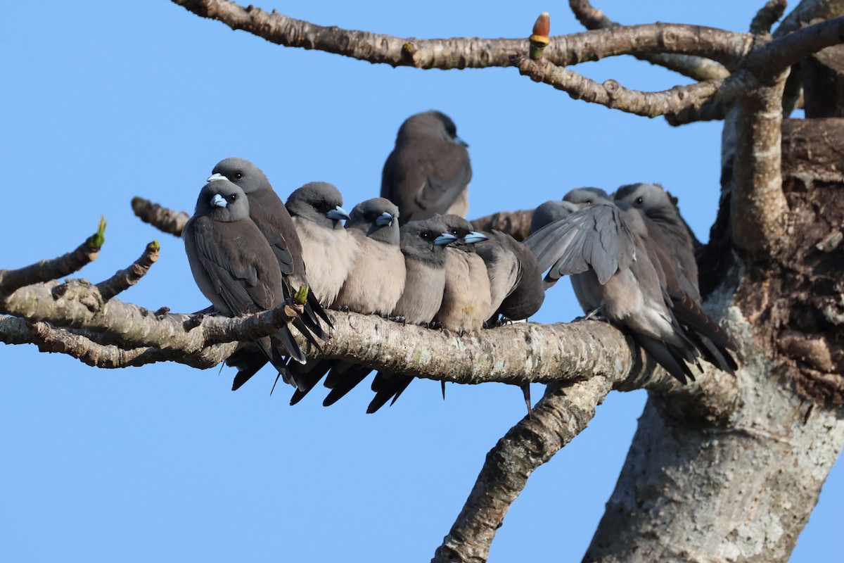 Ashy Woodswallow - ML620875223