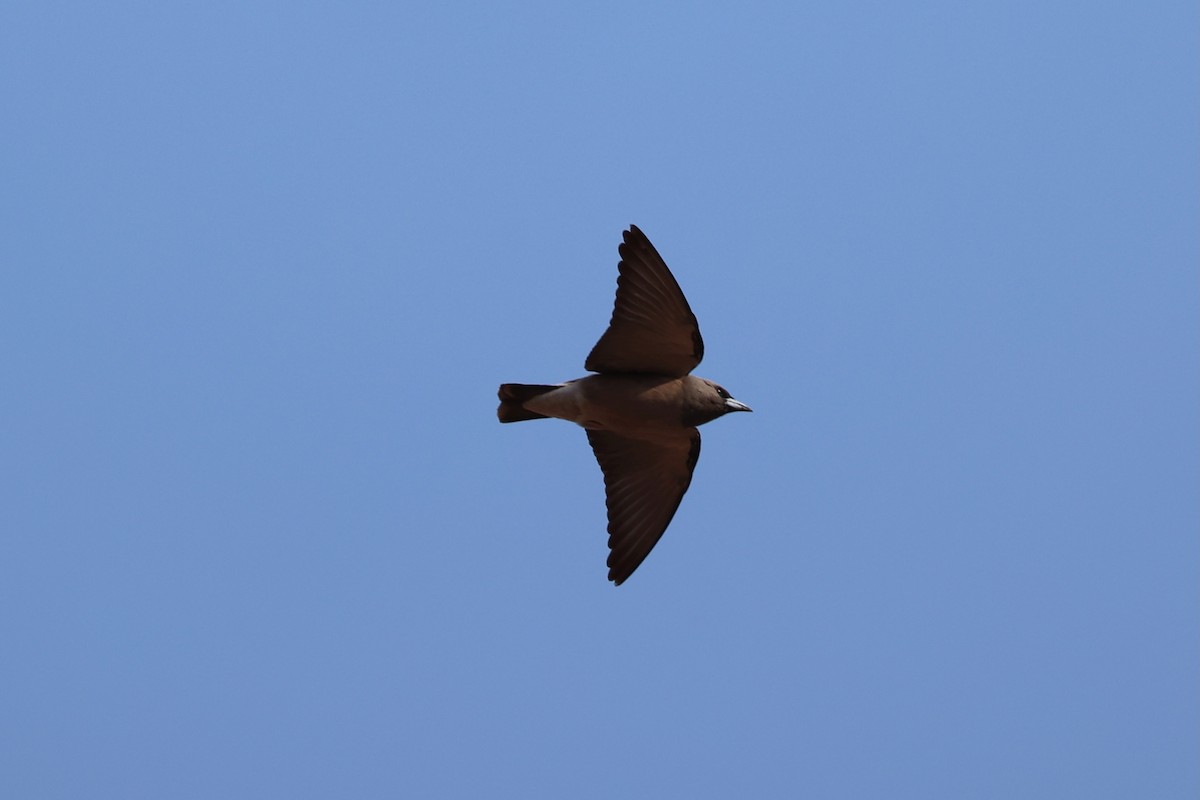 Ashy Woodswallow - ML620875224