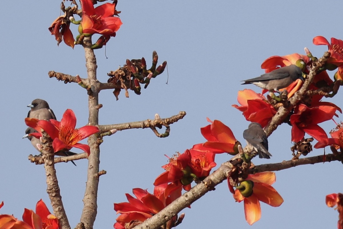 Ashy Woodswallow - ML620875227