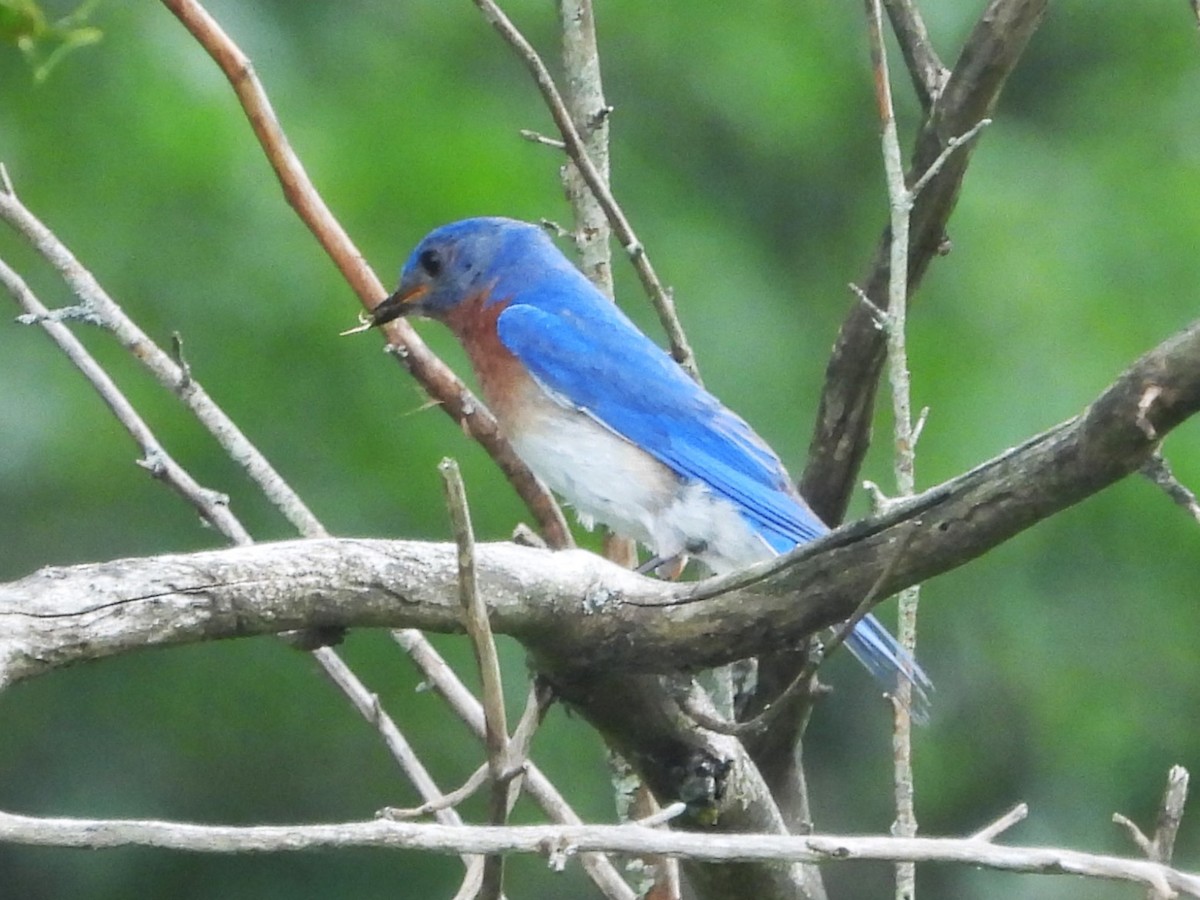 Eastern Bluebird - ML620875232