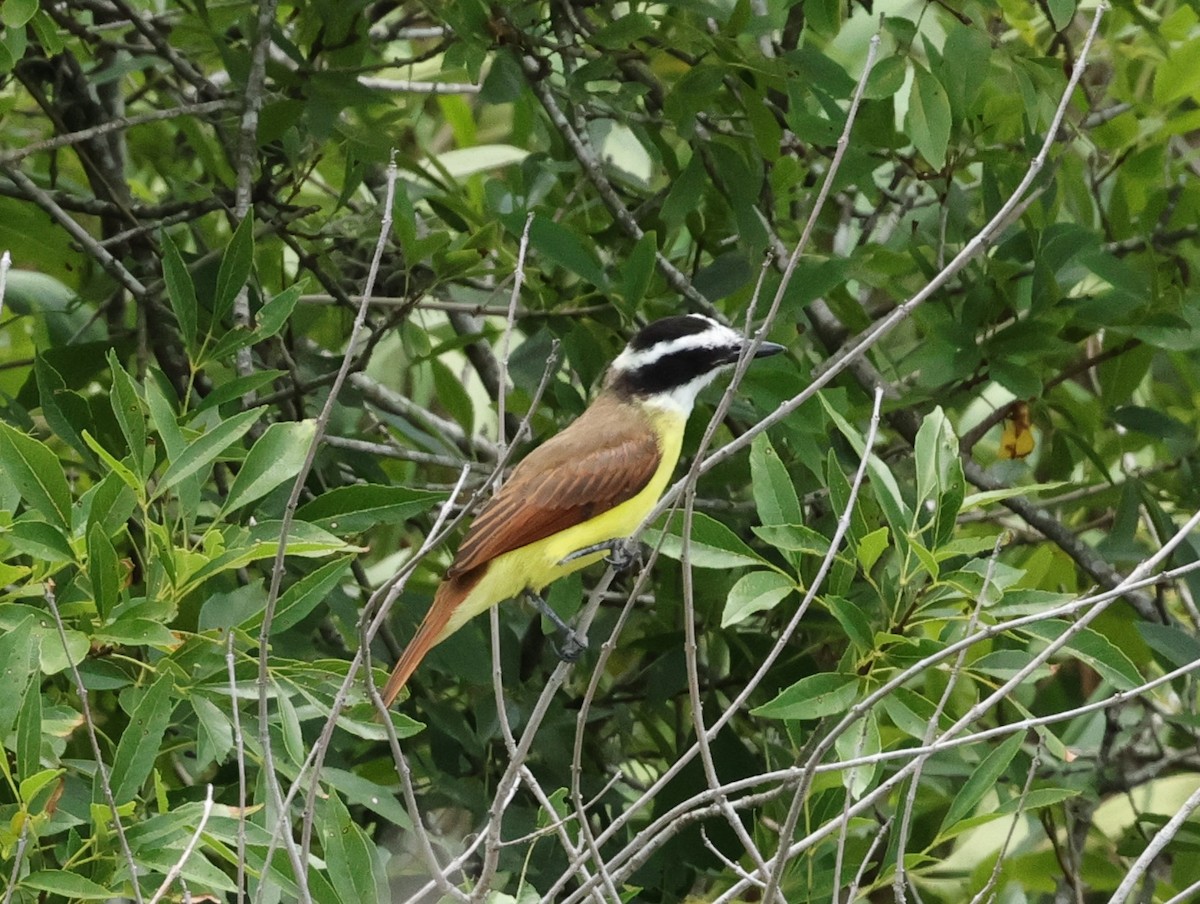 Great Kiskadee - Chris Gilbert