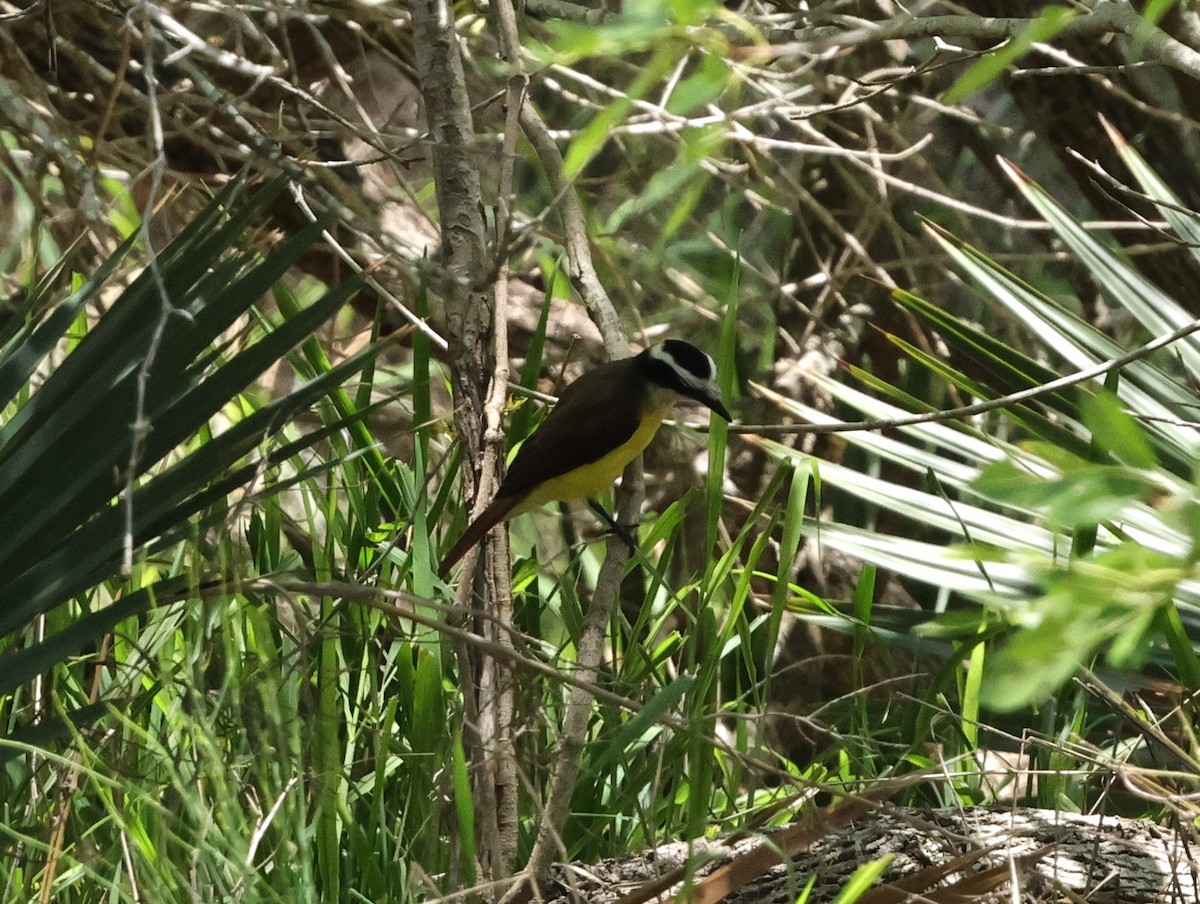 Great Kiskadee - ML620875236