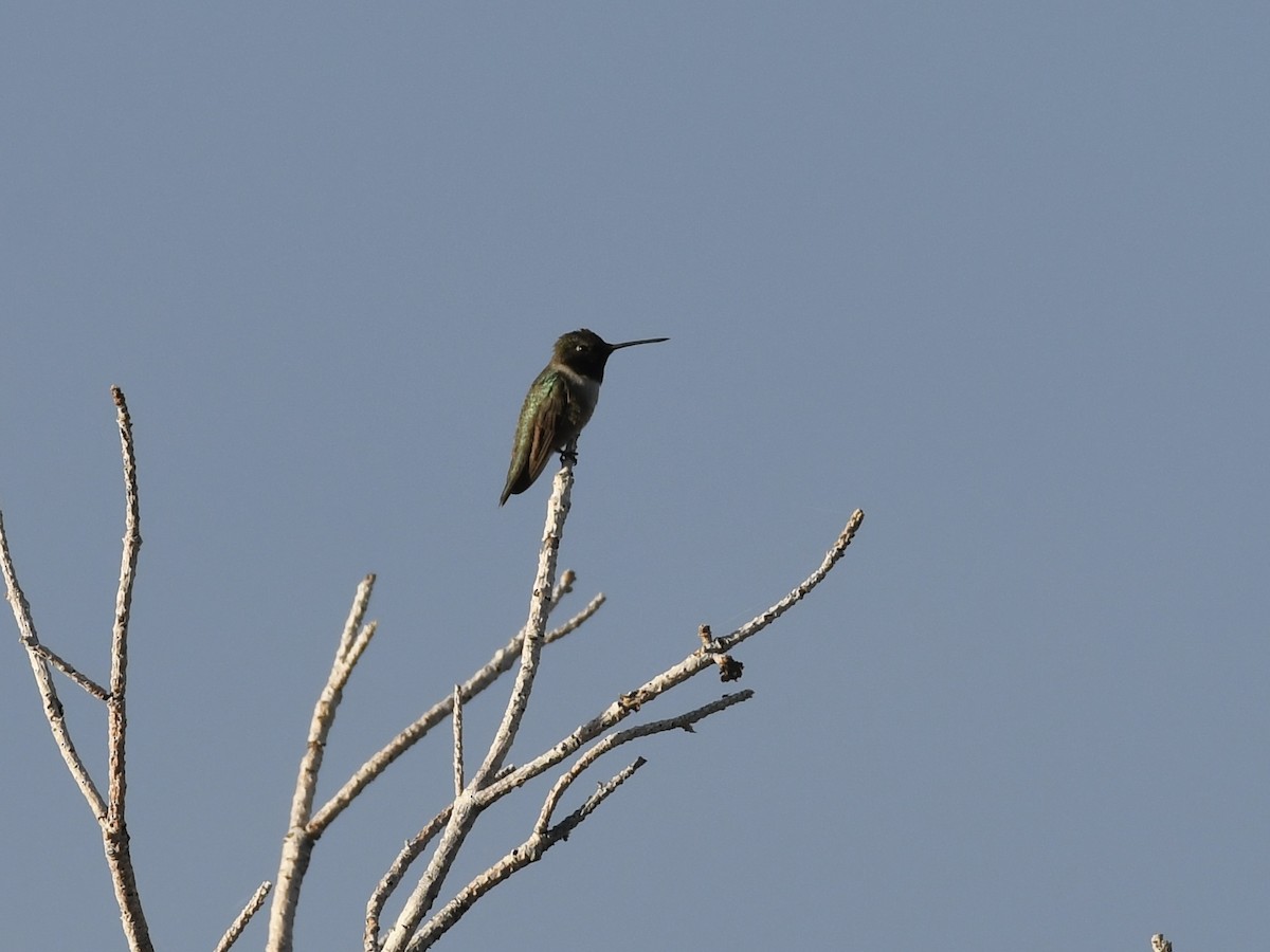 Colibri à gorge noire - ML620875239