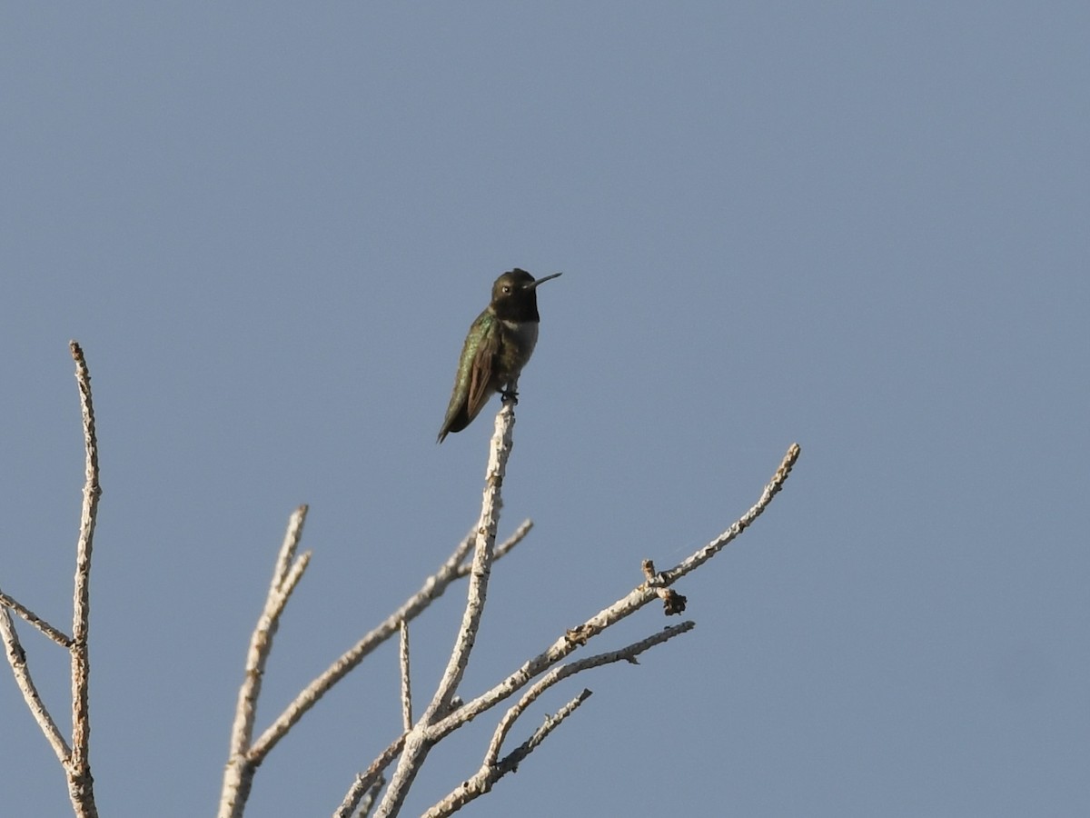 Black-chinned Hummingbird - ML620875240