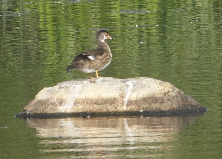 Wood Duck - ML620875242