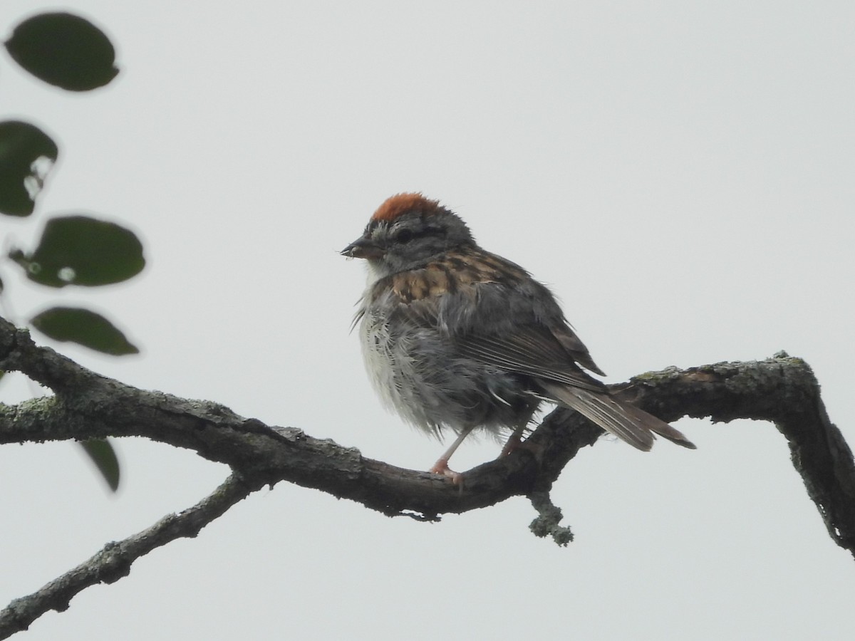 Chipping Sparrow - ML620875249