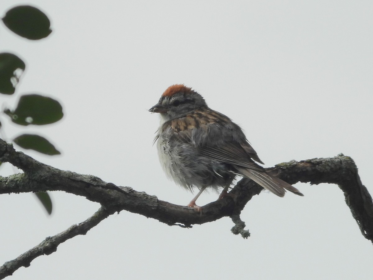 Chipping Sparrow - Bill Blauvelt