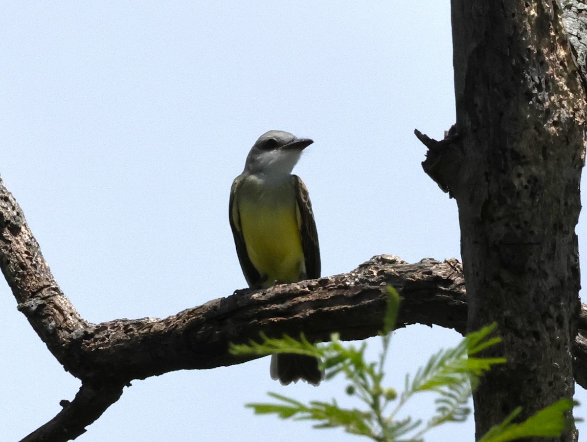 Couch's Kingbird - ML620875254