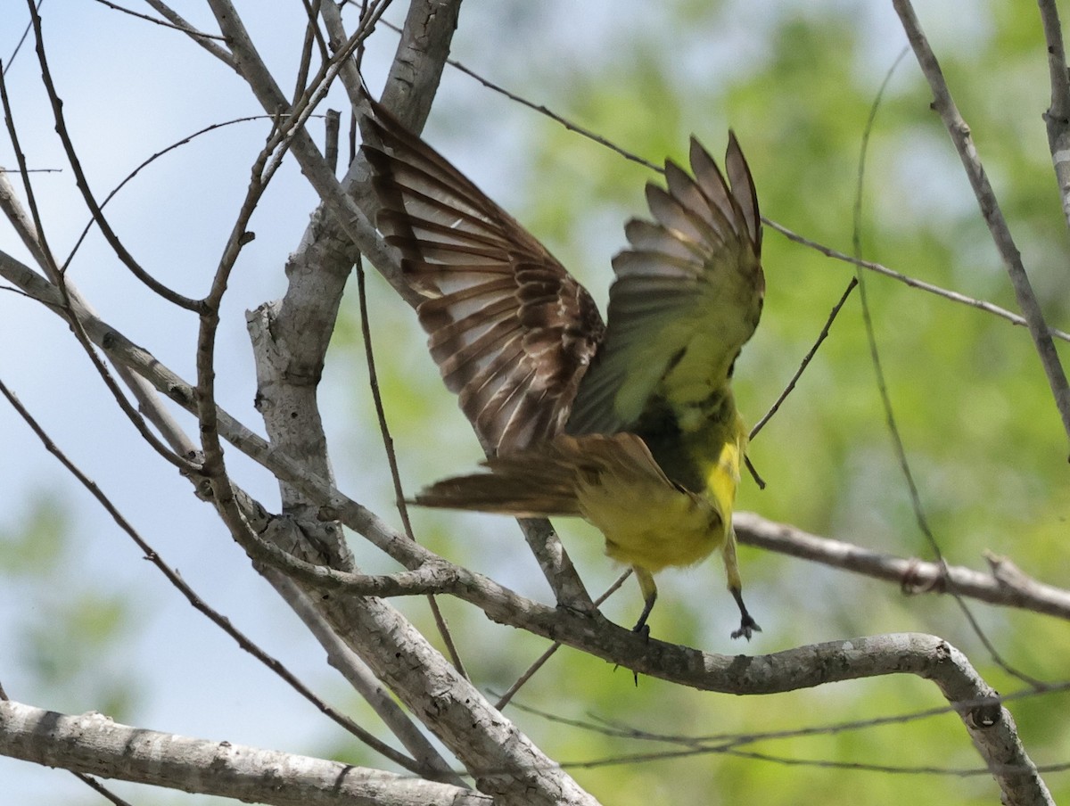 Couch's Kingbird - ML620875255