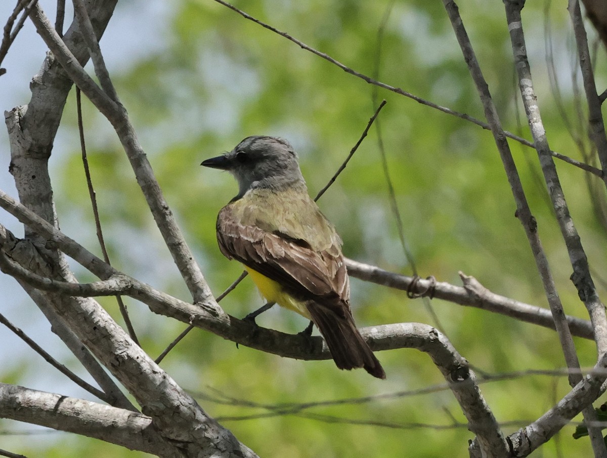 Couch's Kingbird - ML620875256