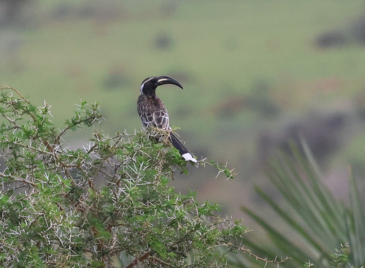 African Gray Hornbill - ML620875259