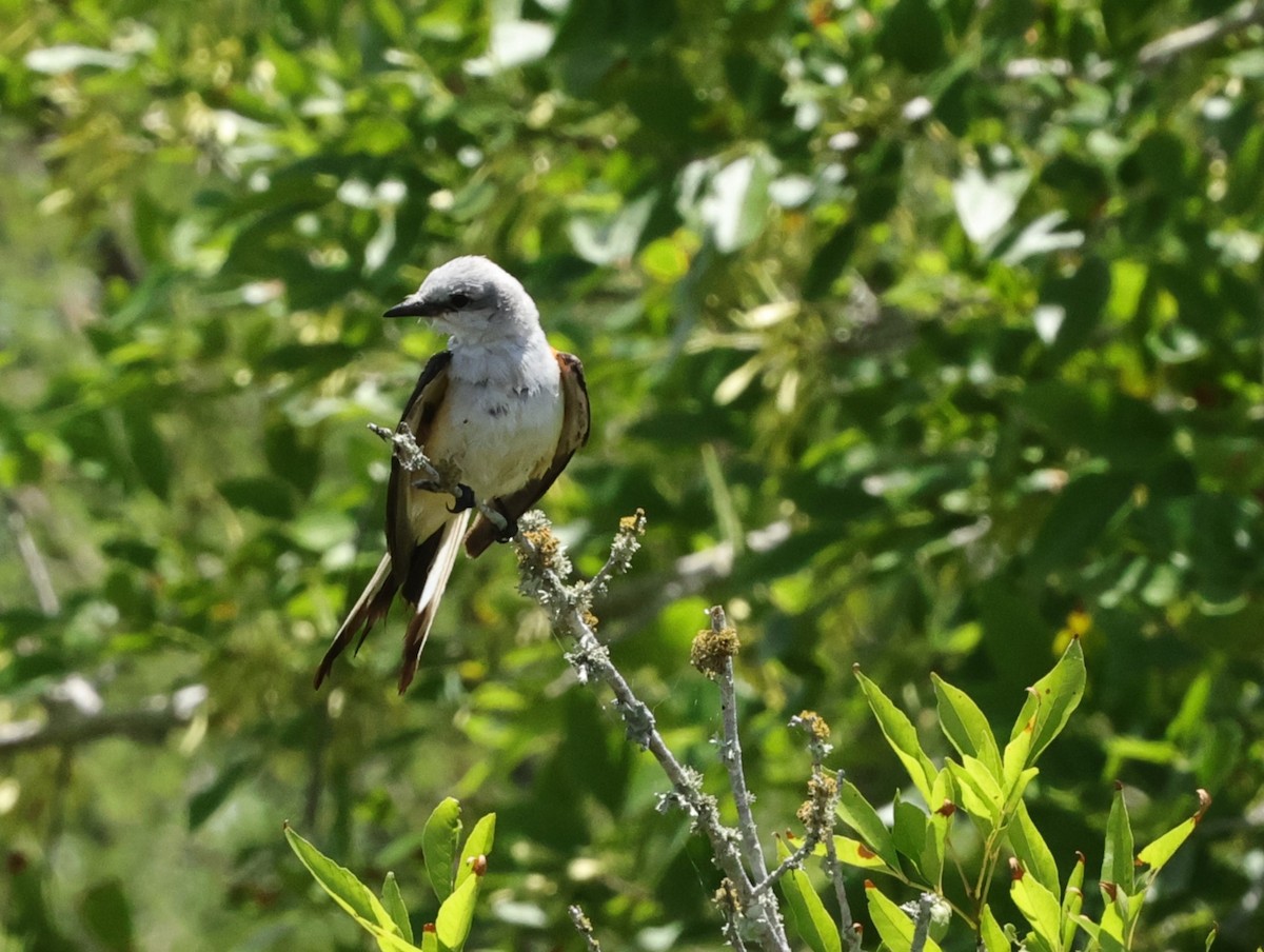 Scissor-tailed Flycatcher - ML620875263