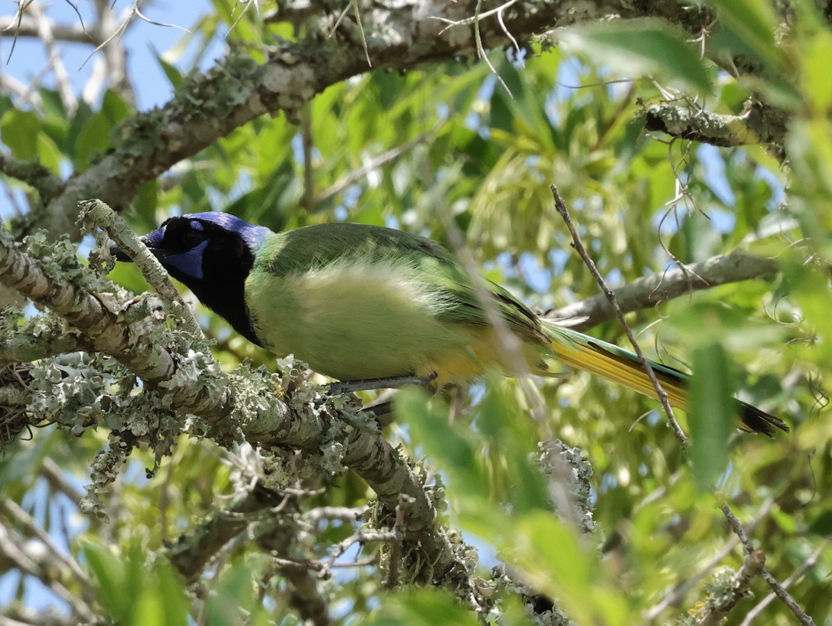 Green Jay - ML620875267