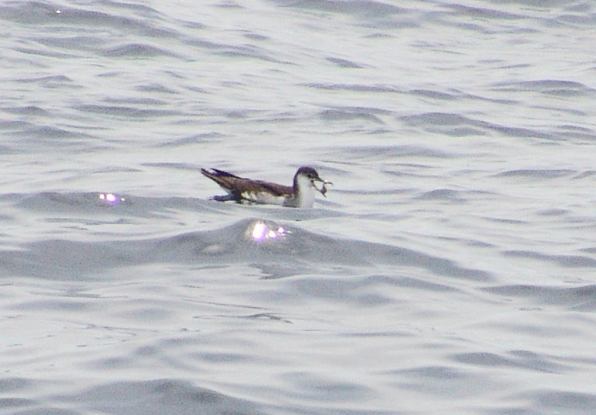 Audubon's Shearwater - Mark and Holly Salvato