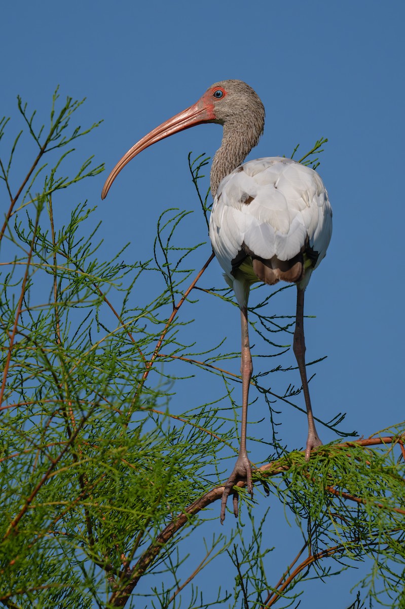 White Ibis - ML620875270